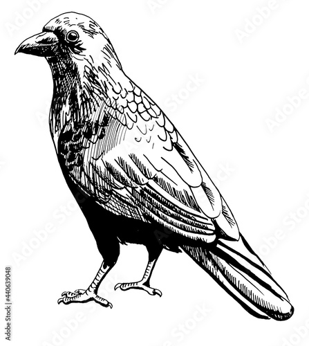 line drawing of a  raven