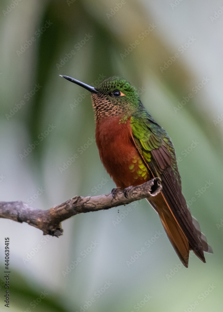 Fototapeta premium Chestnut breasted coronet hummingbird on a perch in low light