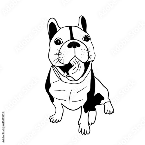 Cheerful and funny bulldog