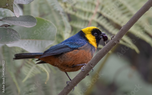 golden collared tanager feeding on wild berries photo