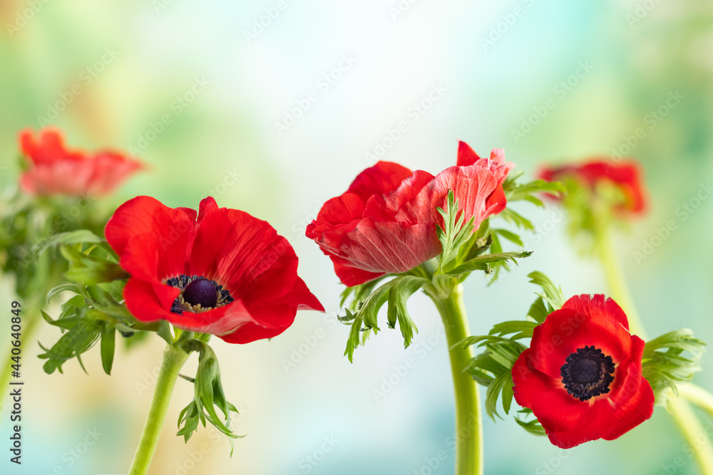 Fototapeta premium Red Anemone flowers. Windflower Buttercup or Poppy anemone on meadow. Beautiful wild flowers.