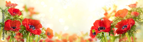 Tableau sur toile Red Anemone flowers