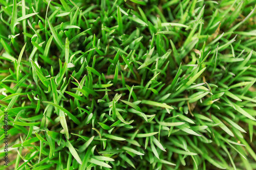 thin stems of young grass, a view from above.