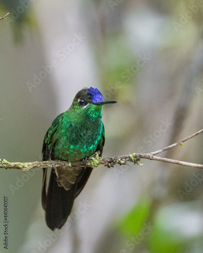 violet fronted brilliant