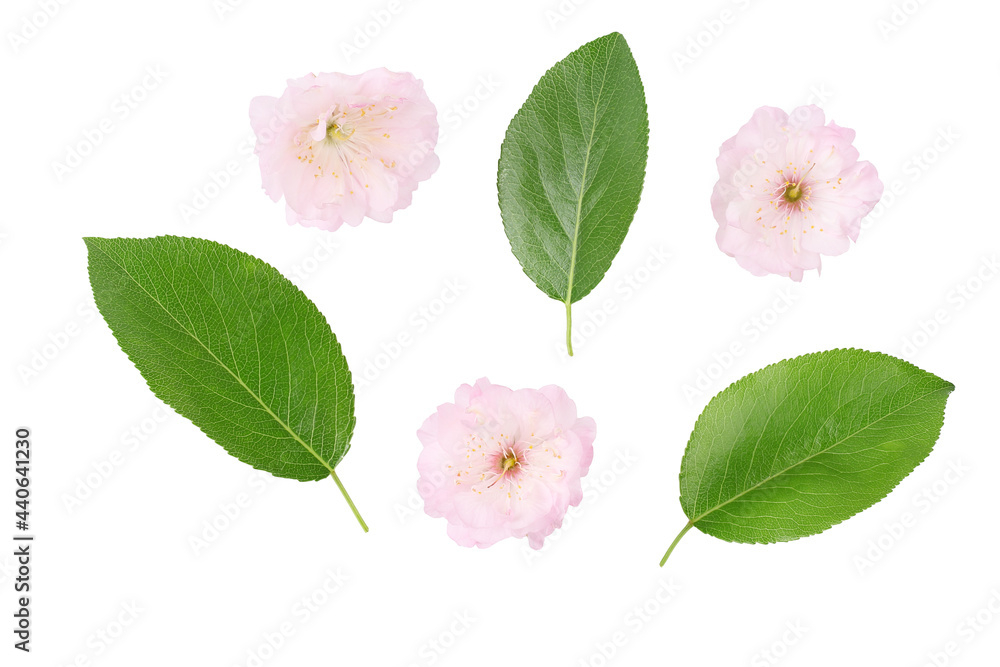 Flowers, cherry leaves, isolated on a white background Flowers, cherry leaves, isolated on a white background