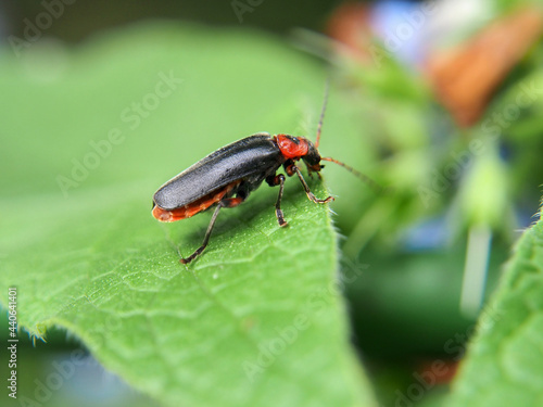 Soldier beetle (Cantharis rustica) basks in the spring sun, close-up, macro photo. A variety of wildlife, insects. © wpg77