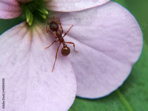 Ant (Formicidae) eating nectar sitting on a pink flower, close-up, macro photo. A variety of wildlife, insects.