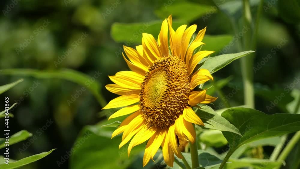 4K, Striking color of sunflower closeup shot blown by a slight breeze of wind 4K, Striking color of sunflower closeup shot blown by a slight breeze of wind