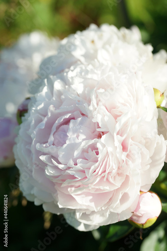 Pink peonies close-up in summer.