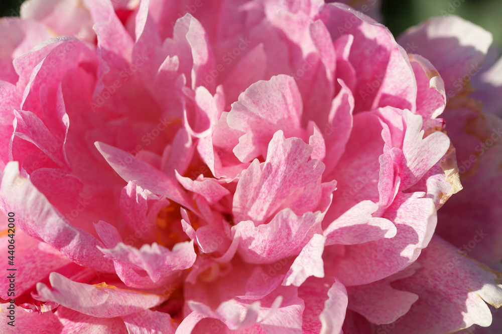 Pink peonies close-up in summer.