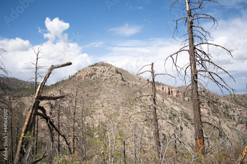 dead trees on mountain gila national forest new mexico photo