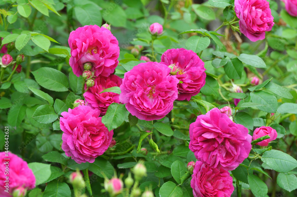 Roses bloom in the garden. Roses bloom in the garden.