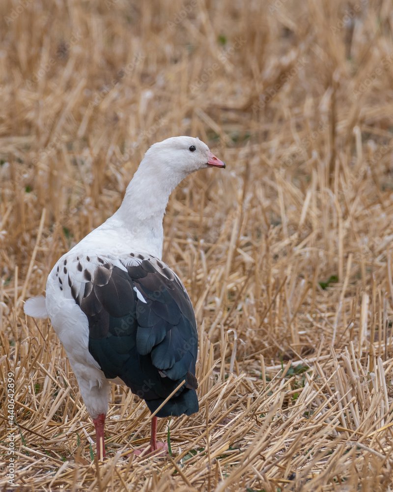 Obraz premium andean goose in corn field