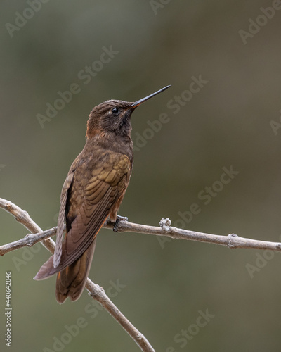 Photos White tufted sunbeam, endemic bird to peru