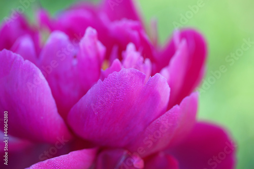 Pink peonies close-up in summer. © Olga Tkacheva