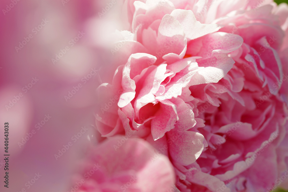Pink peonies close-up in summer. Pink peonies close-up in summer.