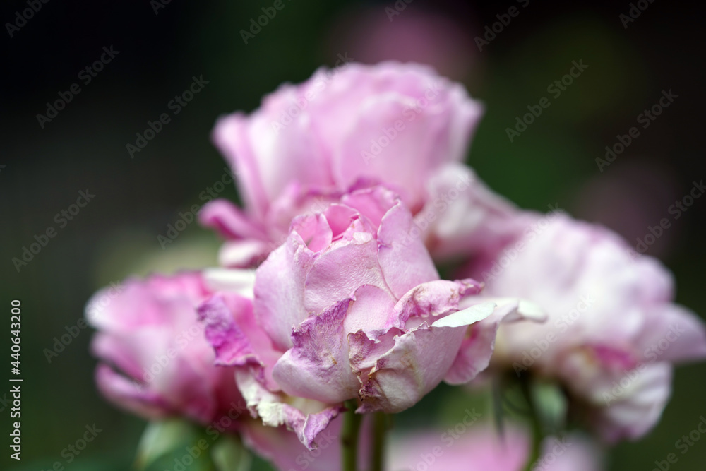 Fototapeta premium Rosen