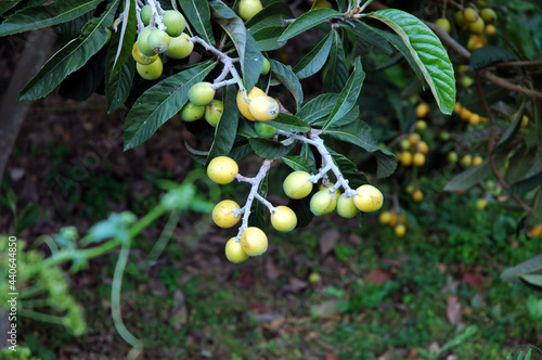 The loquat (Eriobotrya japonica) large evergreen shrub or tree