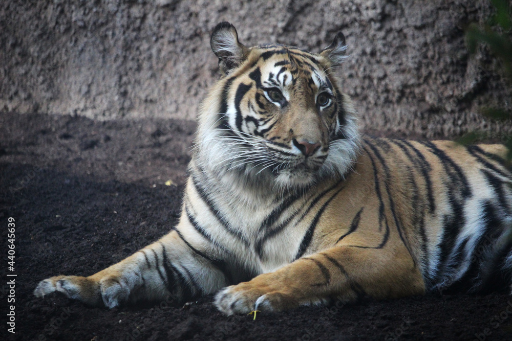 Obraz premium Sumatran tiger resting (Panthera tigris sumatrae)