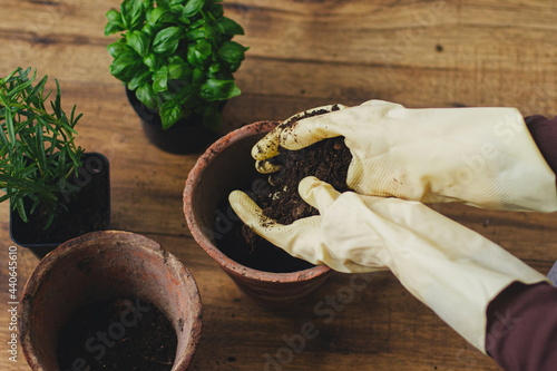 Fotografia Hands in gloves filling empty pots with soil on background of fresh green basil and rosemary plants on wooden floor