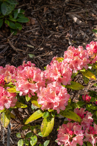 Pink flowers in the garden. Rhododendrons. 