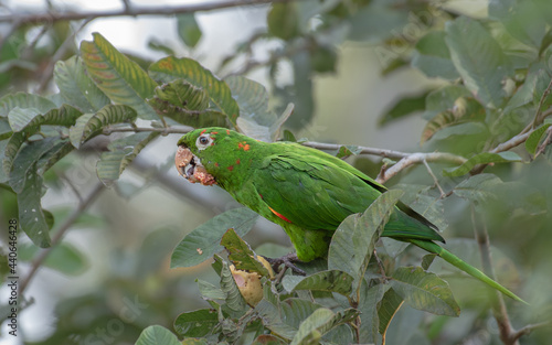 white eyed parakeet feeding with passion fruit