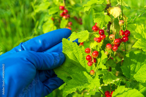 Farmer hand in a glove holding a branch of red currant. The agronomist checks the currants for diseases and pests. Garden care idea