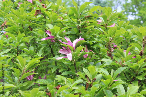 pink flowers in the garden