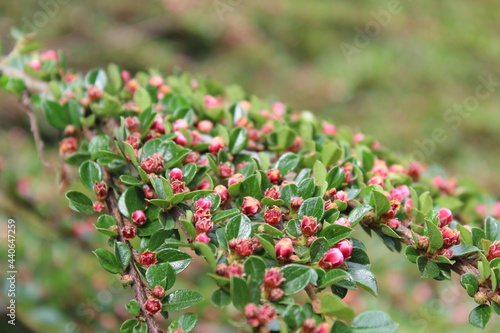 red flowers in the garden