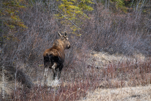 Adult moose running in a spring time natural environment in northern Canada, Yukon with the boreal forest surrounding the wild animal. 