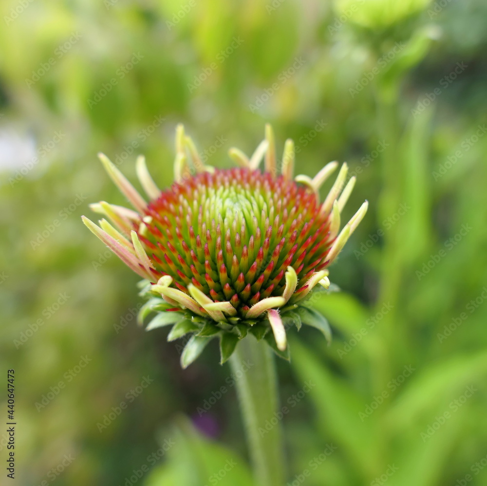 Square format macro close-up of an echinacea flower Square format macro close-up of an echinacea flower
