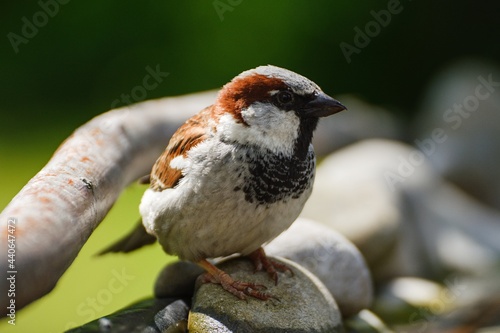 House sparrow on stones at a bird watering hole. Czechia. Europe