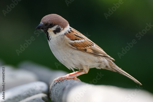Tree sparrow (Passer montanus) on a stick at a bird watering hole. Czechia. Europe. 