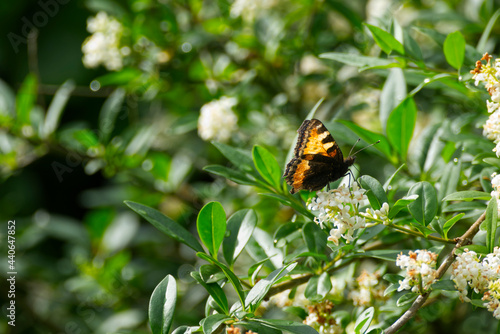 Small tortoiseshell butterfly (Aglais urticae) sitting on a white flower in Zurich, Switzerland.