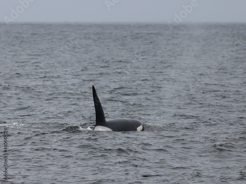 killer whale, orca's fin 