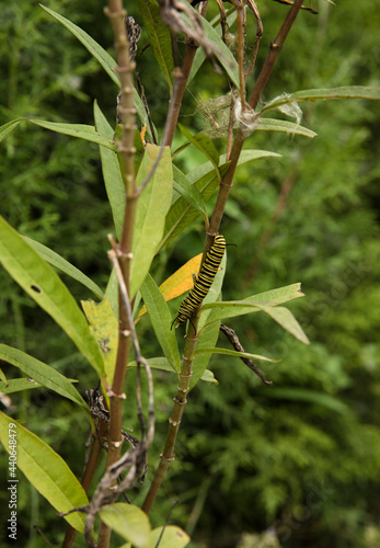Ecosystem and biodiversity. Insects. Closeup view of a monarch butterfly caterpillar with black and yellow stripes, hanging to a plant stem.