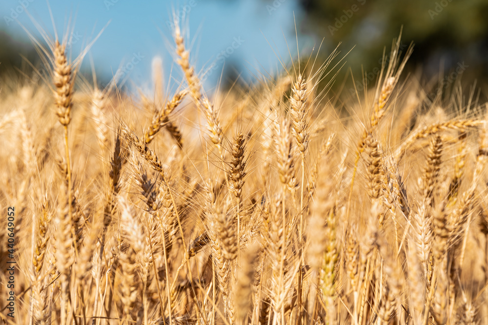 Fototapeta premium Ripe ears of wheat in the rays of the setting sun on a summer evening. Selective focus. 