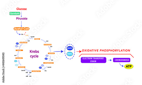 Cellular respiration