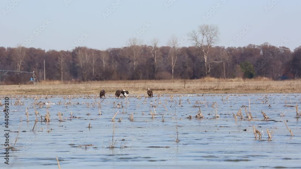 Hungry eagles - Reelfoot Lake State Park, Tennessee Hungry eagles - Reelfoot Lake State Park, Tennessee