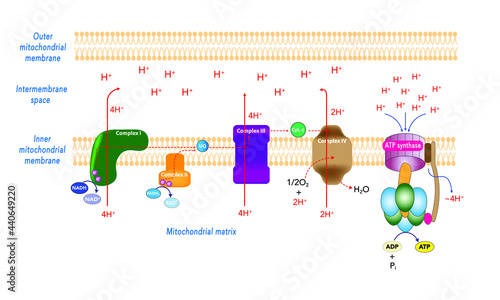 Oxidative phosphorylation [Electron Transfer Chain and Chemiosmosis]