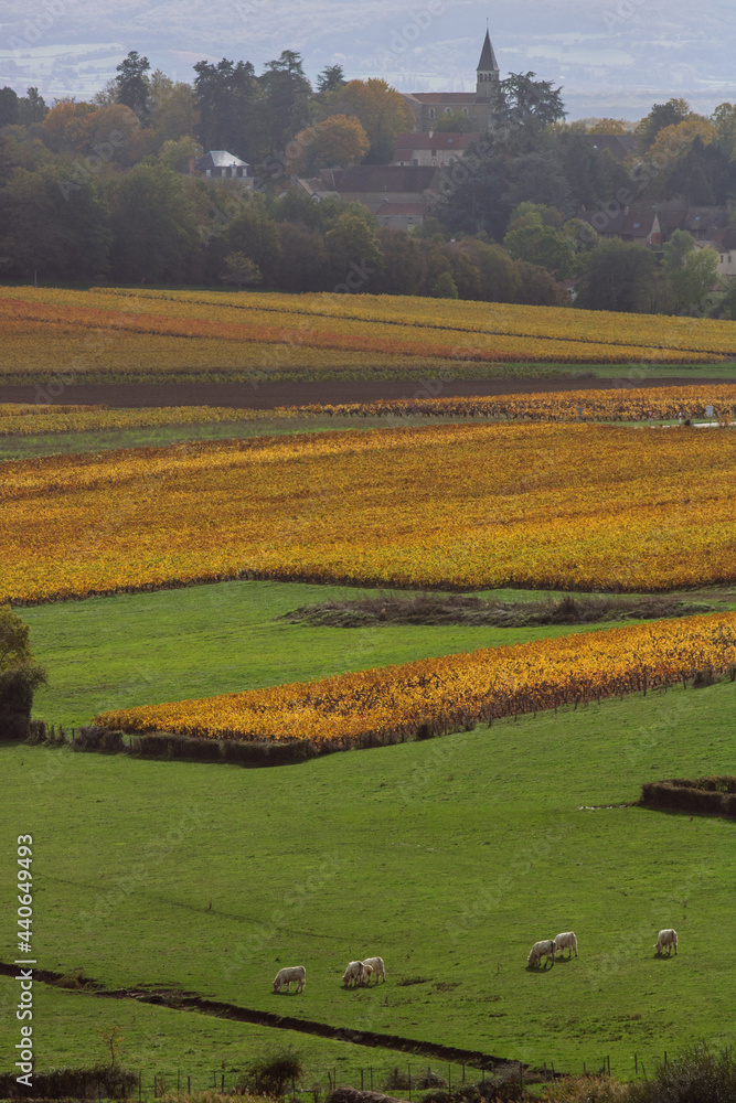 Vignoble de la Côte chalonnaise. Près de Buxy en Bourgogne, des vignes en automne donnant du vin blanc Montagny.