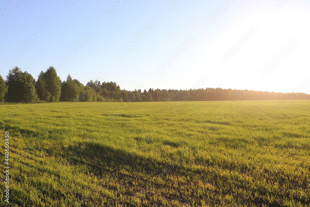 field and sky, landscape, grass, nature, summer, sun, countryside
