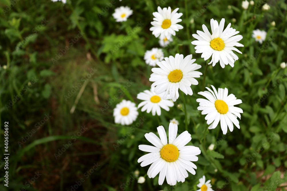 Fototapeta premium White daisies on a background of green grass. Beautiful flower background