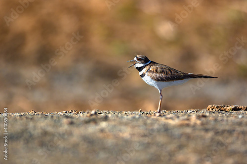 A Killdeer bird standing on flat ground, calling out loudly, with the glow of the afternoon sunlight warming the scene. photo
