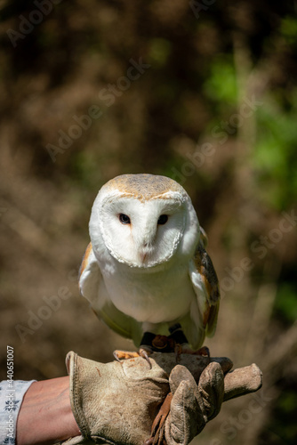 Barn owl with handlers hand and gauntlet glove 