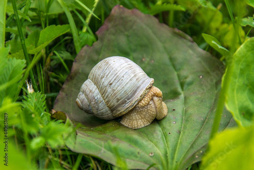 One large grape snail sits on a green plantain leaf