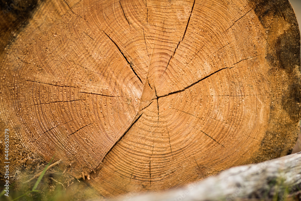 Fototapeta premium cross section of tree trunk