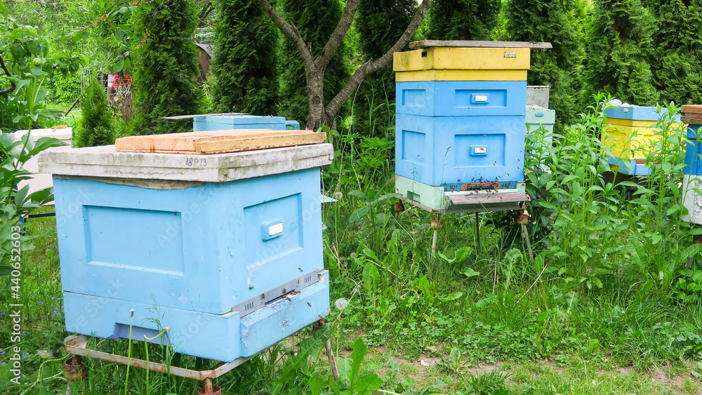 Wooden beehives in the apiary. Bees fly at work near the entrance to the hive. Wooden beehives in the apiary. Bees fly at work near the entrance to the hive.