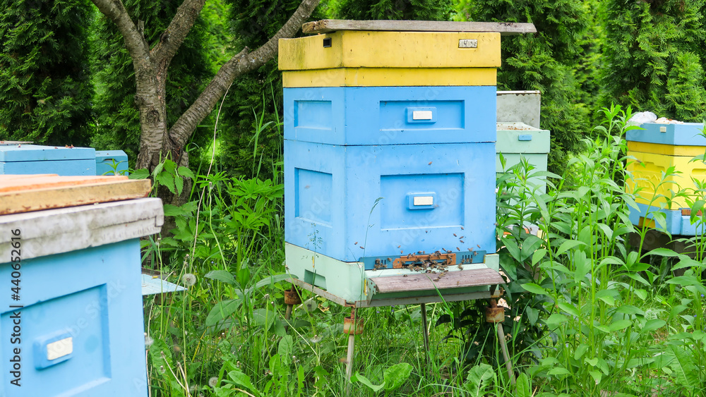 Wooden beehives in the apiary. Bees fly at work near the entrance to the hive. Wooden beehives in the apiary. Bees fly at work near the entrance to the hive.