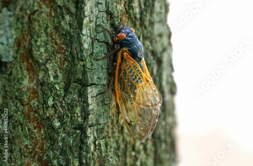 A cicadas with red wings on the tree photo